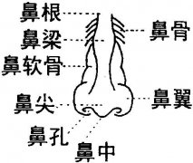 呼市做鼻头缩小手术疼吗?